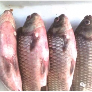 �a�~���w��Ѫ��������Ч�ί���������(b��o)