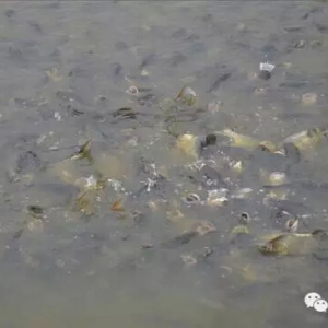 ��ƽ�B�������ٮ��_�Ǻ��D�B���^���L���Y����