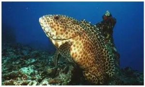 2015����ʯ���~�Bֳ�a�I�l������Щ�ش�׃��