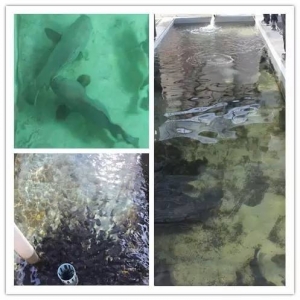 1ƽ���ܮa100���~�����������@���Bʯ���~��