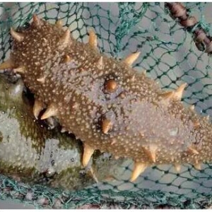 ϼ�ֺ���ُ�缾�����B�����J�u�������