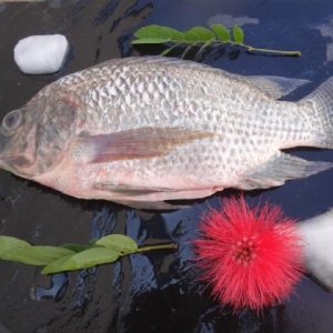 2016�_���~�����΄���Σ�  �׼Ҵ���I���A��