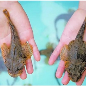 ��N�����c�Bֳ���g�@�J�ɣ����w�|�~�_ʼ���M�������ռ���