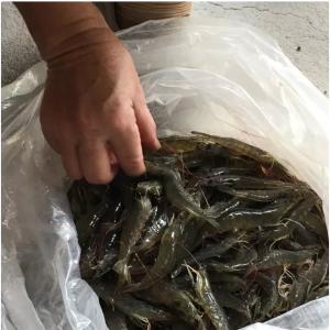 2015���ǅ^���r������r�c���ش�ʩ