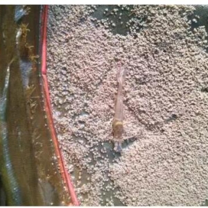 2015�}�υ^�������׌��r�Bֳ��r�����c�������ν��h