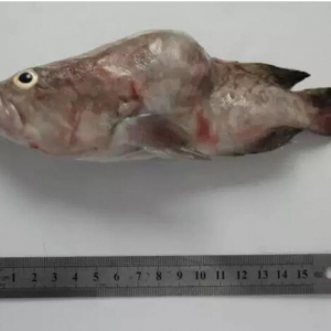 ʯ���~���s�������Bֳ���g