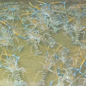 ُ�Nָ�� | �_�r��I���Fϴ�ƣ�Ʒ�����Ј��h���u����