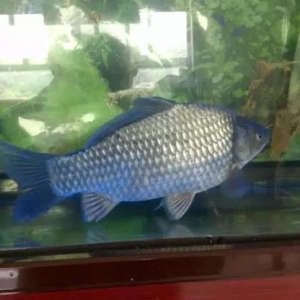 ُ�Nָ��| 2016���a�~�������Bֳ�����ܶ�ģʽ����ȡ