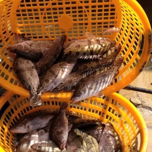 ���ֶ��x���B�缾�Z�~������������Щ���T�ؼ�����