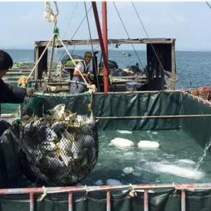 �V�����K�Bֳ�śr��2016 ǰ���A�y