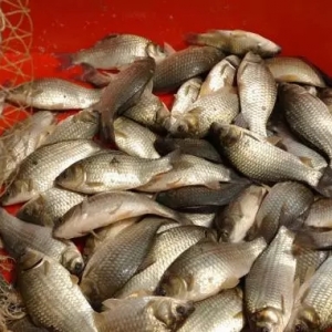 ͨ���F(tu��n)�(du��)��Ƚ��x�A�|�����y�a�B(y��ng)ֳ