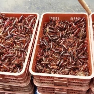 ����С���r���N�BֳģʽԔ��������ԭ���������@��