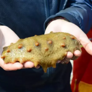 ϼ�ֺ���Ʒ�ƴ�푣����ƺ������ƹ�(ji��)