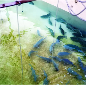 ��(du��)���������B(y��ng)ֳ�~�N���������v