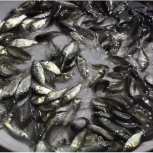 �Ĵ�ˮ�~�����Bֳ�^����_�ֲ�혣������I�����ȴ��𼴌����_�Ļ