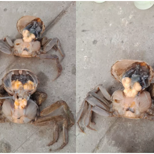 ���Ї���з��һ�h����з�Bֳ���F���Ĵ��}��ԓ�ĺ����֣�