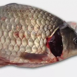 �ؿ����£����P�a�~�w��Ѫ��Щ��