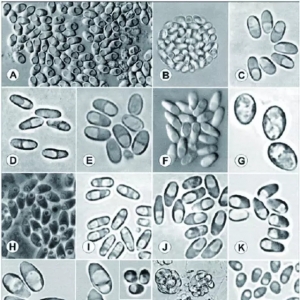 ������ʿ���΢�����x���挍��Ŀ