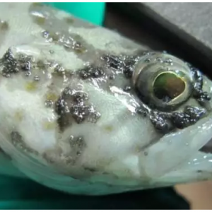 ����ʯ���~��ʲ��������������\�༰��Ч����