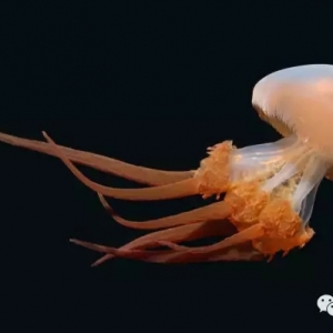 ���΄��ￂ�ӆT���w�������ֵ