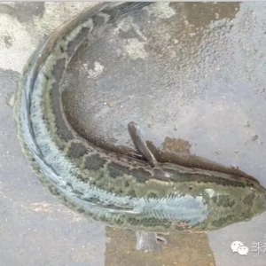 ������6����Ѯ���~�����������S���~��18�N��Ҋˮ�aƷ�r��