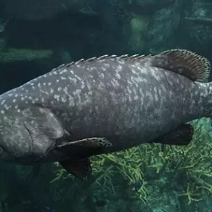 �D���㡢��ʳ�����������ʯ���~�������