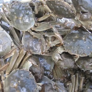 ������ú�з������������зƷ�|