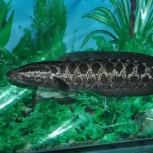 �������ˮ�a�c�齭�����x��ȫ���s����