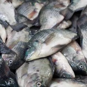 ԭ���~�����½�70%���_���~���ٸ߃r�\��3����