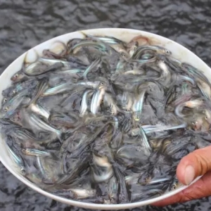 һë����罛�˴ֈ��D�ַ�10���u�����һֱ���ڹ���