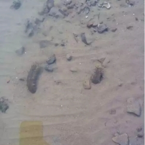 �vʷ�����@�˵����ƣ�������������l���߷壬��ι������ܱ����ص�2013�긲�H��