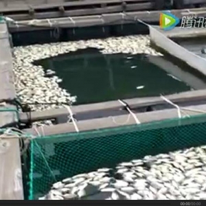 С���x�����l,�����Fɽ��1/3���K�~�~��ʧ��