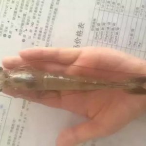 ���Ϻ������g�Fꠣ�Ӣ��������ڌ��r����͘˴��еđ���Ч��