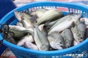 �����|�Bֳ�Ď׷N��Ҋ��������Կ��]�@�ӷ���