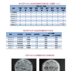 PirAB�͸���Ѫ�����Ѱl�F6����������,һ���l�������ӣ����r�Bֳ�I���������y