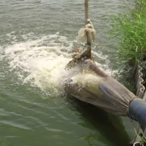 ���㶬��Ͷ�粡�ٿ��LЧ���5����