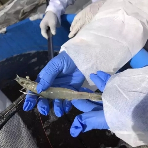 �������Z��ô�࣬�挍������PRIMO��r���@�ӵΣ�