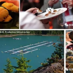 �h�����ЙC���߶˶�Ʒ�N�Bֳ��SEAϵ�y��ʲô��