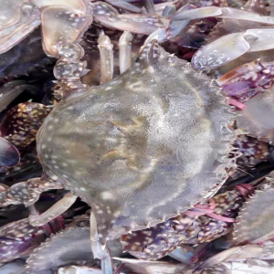 �C�ǵ�����з�B�����x���@�N�Bֳģʽ