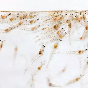 �r��r��һ��q�����Bֳ��ԓ��ô�k��