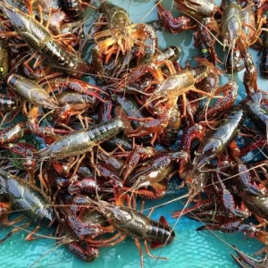 2017��С���r�Ј�(ch��ng)������(y��ng)��ɶ��֣��B(y��ng)ֳ����Ҫ�e(cu��)�^���B(y��ng)ֳģʽ