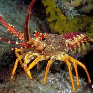 �Ї�(gu��)��Ȼ�׺��I��������2016�����д����r��