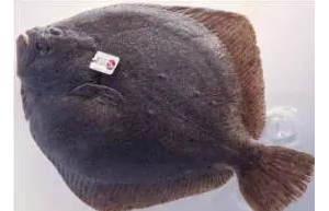 ���������Bֳ105���r�г��^3���ߣ��ɑ��ϰ���~�s�_���ɻ��ʳ�98%��