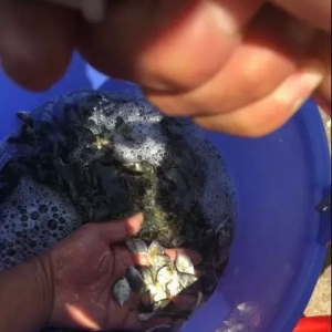 ���K�~���_�P�r�~��6�fԪ/����~��1.3Ԫ/β