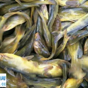 �S��~���������㣬�r(ji��)���^�m(x��)�ϝq