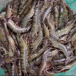 �о��ˣ����_˹�аl(f��)�����ί��װ߲�����ˎ