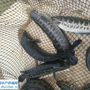 �V�|����^����~�������^�m�p�� 5�·��~�r������ͦ