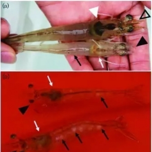 �����׌��r����͵�������ܸ�Ⱦ��͵��Ұ��岡��