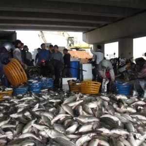 2017�꺣�|�Bֳ�������σ|β�����Ѓr�����»��L�U