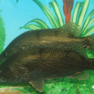 �����x������Ʒ�N���L���s���Z���������ٌ��F�Z�~ȫ�˹���������B�M��